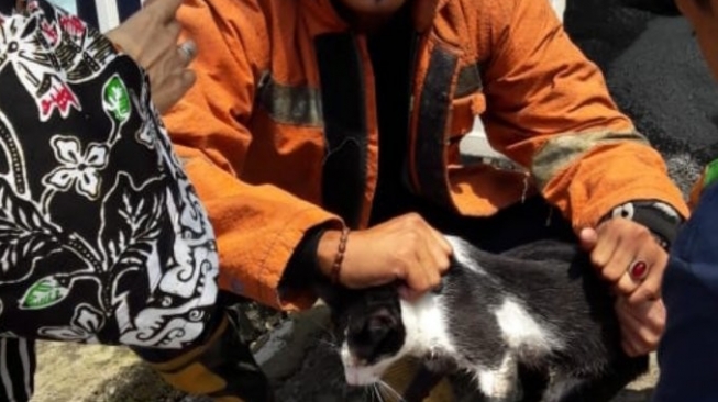 Petugas Damkar Sektor Duren Sawit, mengevakuasi kucing kampung yang terperosok gorong-gorong air di kawasan Pondok Kelapa, Duren Sawit, Jakarta Timur, Rabu (18/12/2019). (ANTARA/HO-Damkar Jaktim).