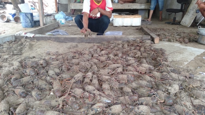 Nelayan Pandeglang Tolak Wacana Edhy Prabowo Soal Ekspor Benih Lobster