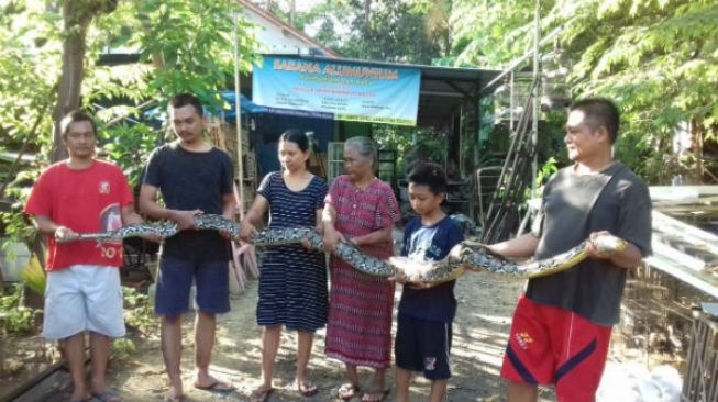 Warga Kemiri Tangkap Ular Piton Sepanjang 3,5 Meter di Dekat Kandang Ayam