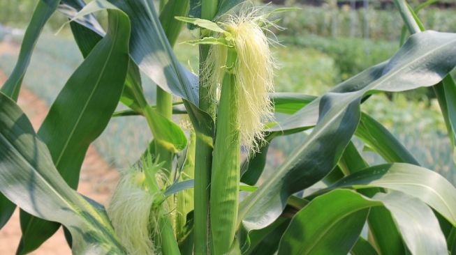 Minum Teh Serabut Jagung, Ini 5 Manfaat Kesehatannya