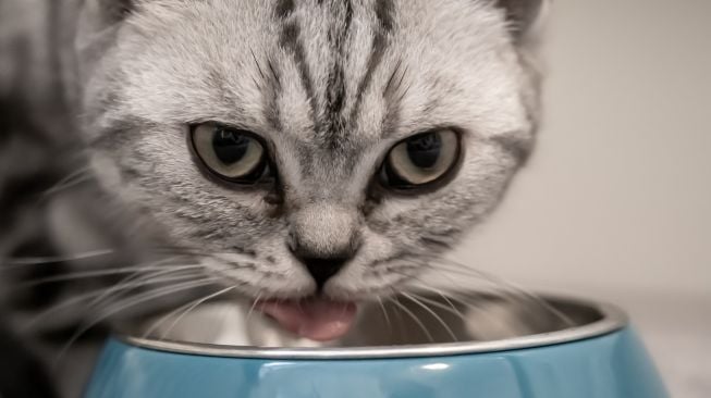 Ilustrasi Makanan Kucing (pixabay/birgl)
