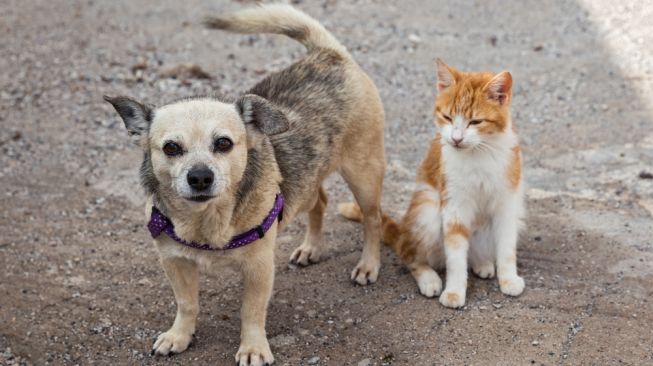Anjing Dan Kucing Tak Mungkin Tularkan Virus Corona Covid 19 Ini Alasannya