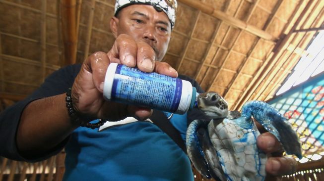 Petugas mengobati penyu hijau yang sakit di penangkaran penyu, Pantai Cemara, Banyuwangi, Jawa Timur, Jumat (27/12). [ANTARA FOTO/Budi Candra Setya]