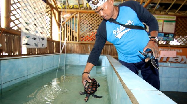 Petugas melepaskan penyu hijau yang sudah diobati di penangkaran penyu, Pantai Cemara, Banyuwangi, Jawa Timur, Jumat (27/12). [ANTARA FOTO/Budi Candra Setya]