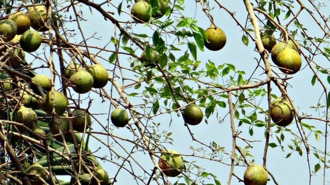 Sering dibuat Rujakan, Ketahui 5 Manfaat Kesehatan Buah Kedondong