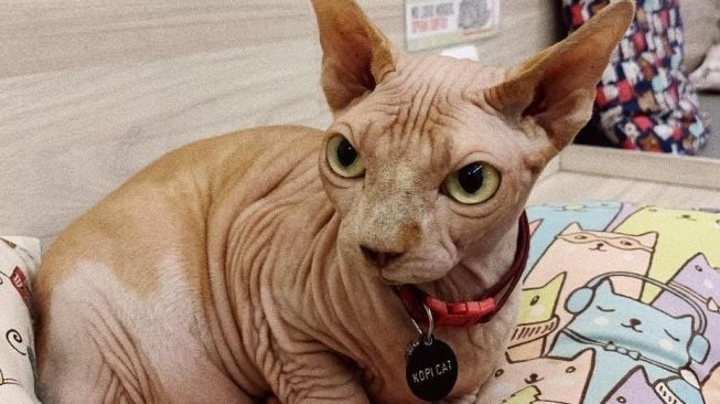 Zahra, kucing di Kopicat Café (dok istimewa/Latifanes Bagus)