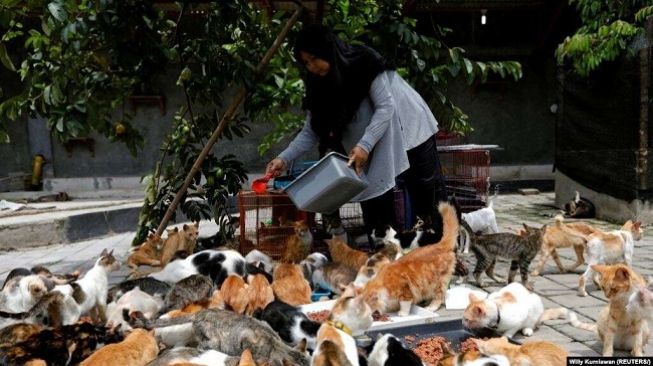 Cerita Dita Agusta, 'Mama Cat' Ratusan Kucing Liar di Pinggir Jakarta