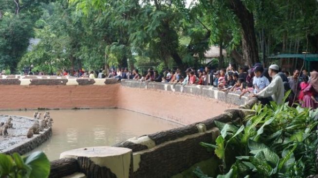Suasana Kebun Binatang Surabaya di Libur Tahun Baru 2020. (Suara.com/Arry Saputra)