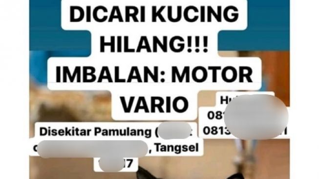 Viral, Sayembara Cari Kucing yang Hilang Ini Berhadiah Motor Vario