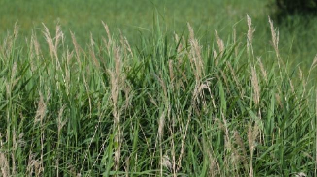 Rumput Gelagah, Solusi Ramah Lingkungan untuk Atasi Limbah MCK