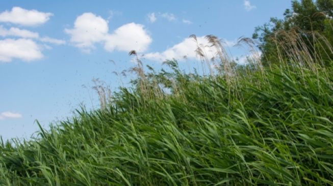 Rumput gelagah untuk mengatasi persoalan limbah MCK. (Shutterstock)