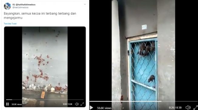 Video Viral Kecoa dan Tikus 'Mengungsi' Naik Tembok karena Banjir (twitter @hati2dimedsos)