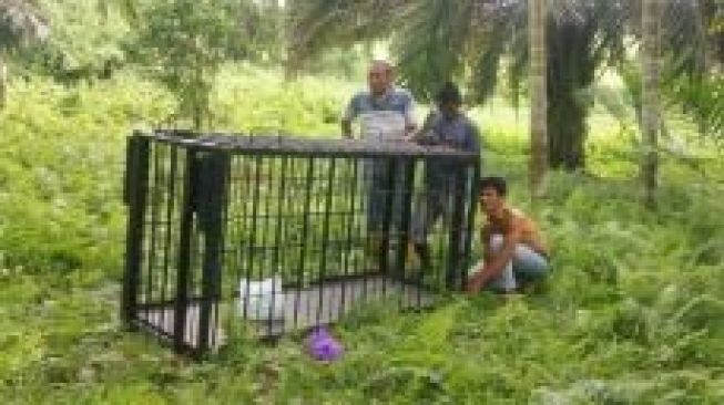 Masyarakat Lubuk Basung Resah, Ada Beruang Madu Masuk Permukiman