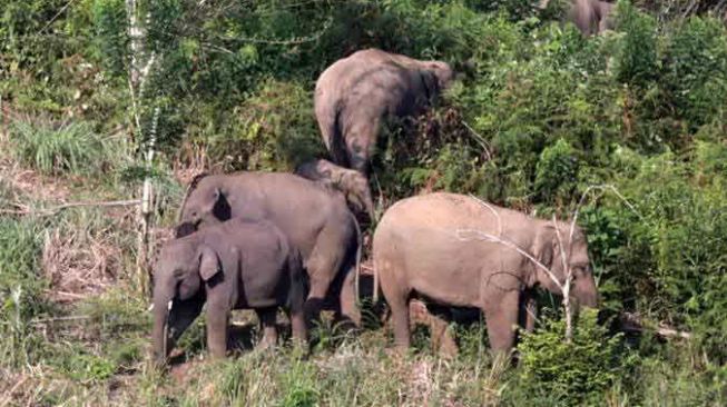 Miris, 5 Gajah Sumatera Ditemukan Mati Diduga Kesetrum Listrik