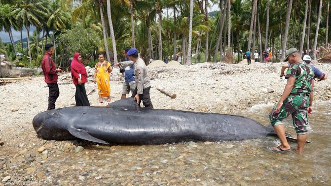 Sejumlah warga bersama anggota TNI dan Polri melihat bangkai paus pilot di pesisir pantai Desa Tolotio, Kabupaten Bone Bolango, Gorontalo, Sabtu (4/1).  [ANTARA FOTO/Adiwinata Solihin]