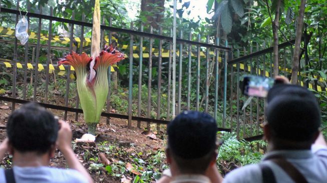 Sejumlah pengunjung mengambil foto Bunga Bangkai (Amorphophallus titanum) yang mekar sempurna di Kebun Raya Bogor, Jawa Barat, Sabtu (4/1).  [ANTARA FOTO/Arif Firmansyah]
