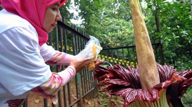 Peneliti Pusat Penelitian Konservasi Tumbuhan dan Kebun Raya LIPI Dian Latifah memeriksa suhu Bunga Bangkai (Amorphophallus titanum) yang mekar sempurna di Kebun Raya Bogor, Jawa Barat, Sabtu (4/1).  [ANTARA FOTO/Arif Firmansyah]
