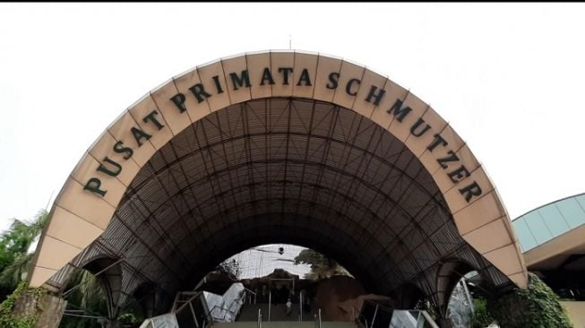 Pusat Primata Schmutzer di Ragunan ramai dikunjungi wisatawan yang ingin melihat gorila dan hewan primata lainnya. (Suara.com/Dini Afrianti)