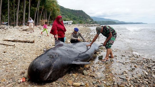 Sejumlah warga bersama anggota TNI dan Polri melihat bangkai paus pilot di pesisir pantai Desa Tolotio, Kabupaten Bone Bolango, Gorontalo, Sabtu (4/1).  [ANTARA FOTO/Adiwinata Solihin]