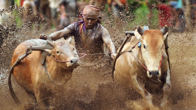 Seorang joki memacu sapinya saat digelar atraksi Pacu Jawi, di Nagari Sungai Tarab, Kab.Tanah Datar, Sumatera Barat, Sabtu (4/1). [ANTARA FOTO/Iggoy el Fitra]