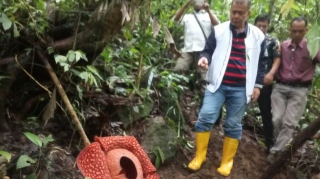 Bunga Rafflesia Terbesar Dunia di Agam Jadi Perhatian Banyak Negara