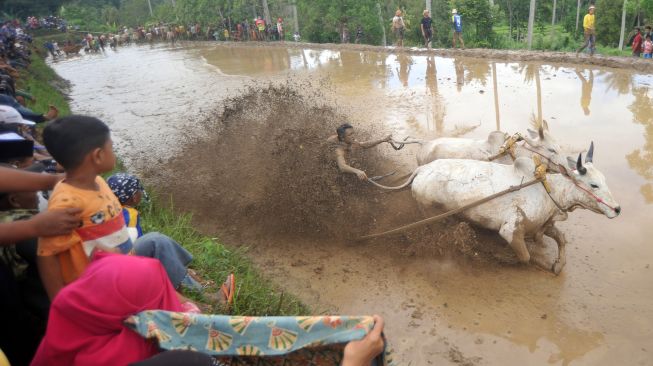 Seorang joki memacu sapinya saat digelar atraksi Pacu Jawi, di Nagari Sungai Tarab, Kab.Tanah Datar, Sumatera Barat, Sabtu (4/1). [ANTARA FOTO/Iggoy el Fitra]