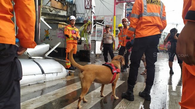 Terharu! Anak Autis Hilang, Anjing Pelacak Ini Berhasil Menemukan Jalan Pulang