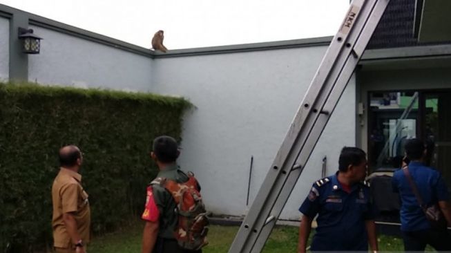 Geger, Monyet Liar Serang Manusia dan Rusak Rumah Warga di Medan