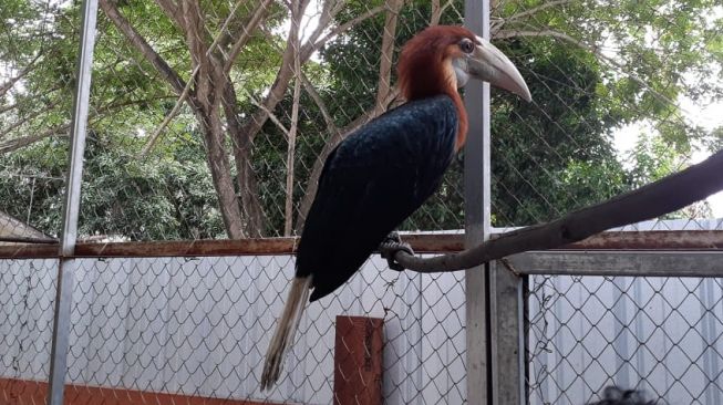 Temuan Burung Endemik Papua di Permukiman Padat Kota Ambon