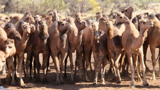 Di Kenya, Virus Corona Jenis Baru Sebabkan Ratusan Unta Meninggal