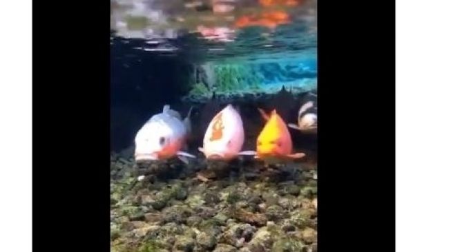 Selokan di Jepang ada ikan hiasnya bak aquarium. (Dok twitter @andori)