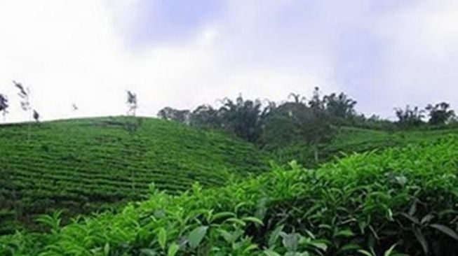 Kebun Teh Bukit Daun (Doc: earth4live.blogspot.com)