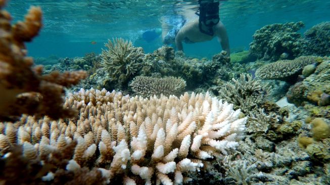 Wisatawan melakukan selam dangkal (snorkeling) di Pulau Cinta Ecoresort di Botumoito, Kabupaten Boalemo, Gorontalo, Sabtu (11/1).[ANTARA FOTO/Adiwinata Solihin]