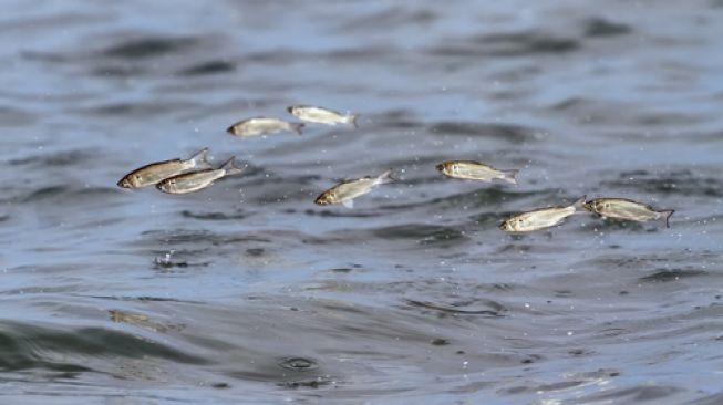 Viral Ikan Melompat ke Darat di Gorontalo, Ini Penjelasan BMKG