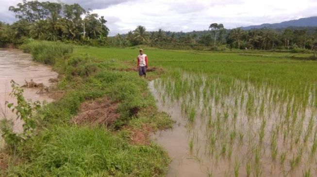 Gawat! Sawah Terkikis, Warga Minta Pemkab Lambar Normalisasi Way Semangka