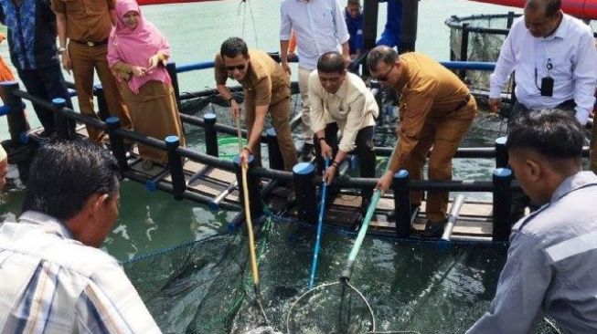 Panen Kerapu Putih, SMKN 1 Bintan Jadi Percontohan Budidaya Ikan