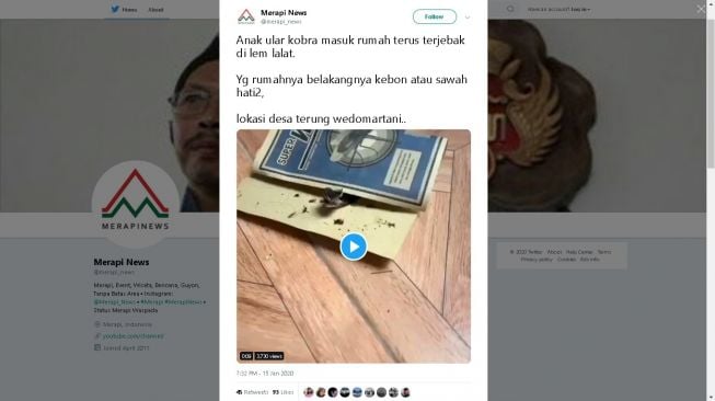 Bayi kobra terjebak lem lalat - (Twitter/@merapi_news)