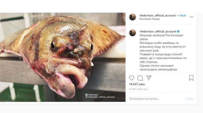 Ikan laut dalam, flounder. [Instagram]