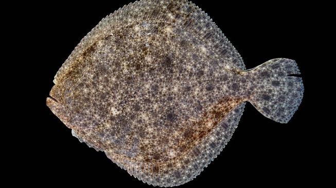 Flatfish Scophthalmus maximus. [Wikipedia/Hans Hillewaert]