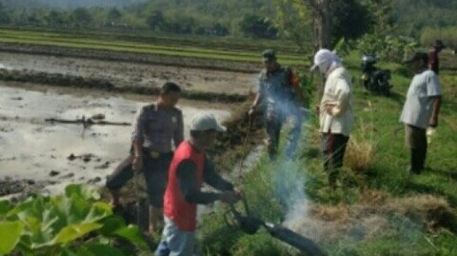 Serangan Hama Tikus di Desa Kunden Kecamatan Bulu Sukoharjo