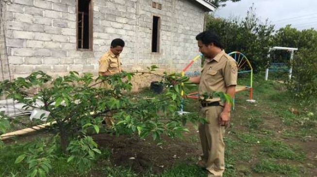 Desa Madu Boyolali Kembangkan Kebun Buah Petik Sendiri