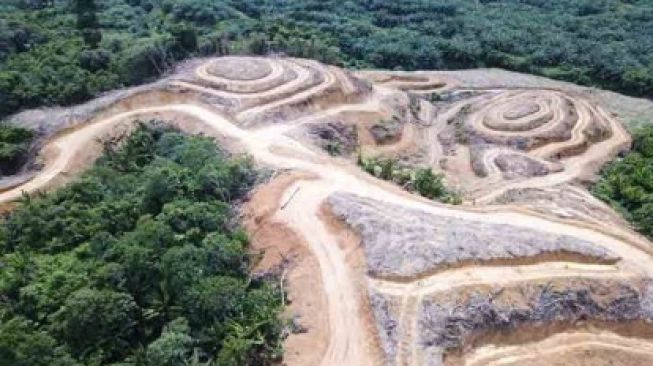 Lahan Sawit Ilegal Digilir Tiga Perusahaan, Pelaku Pertama Dari Malaysia