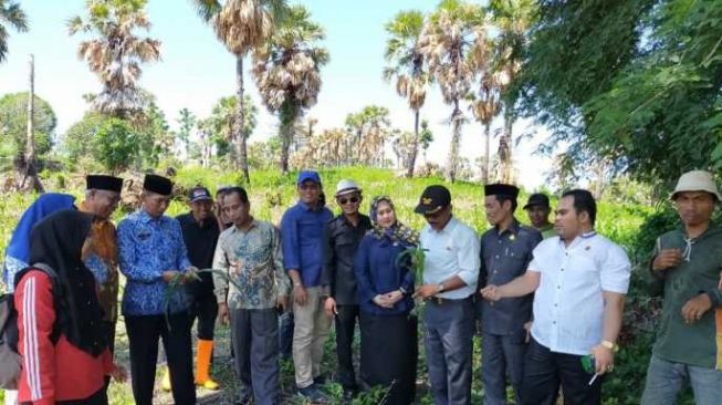 Ribuan Hektar Tanaman Jagung Terserang Hama