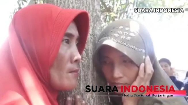 Viral, Pohon Akasia di Jember Menangis Minta Tolong?