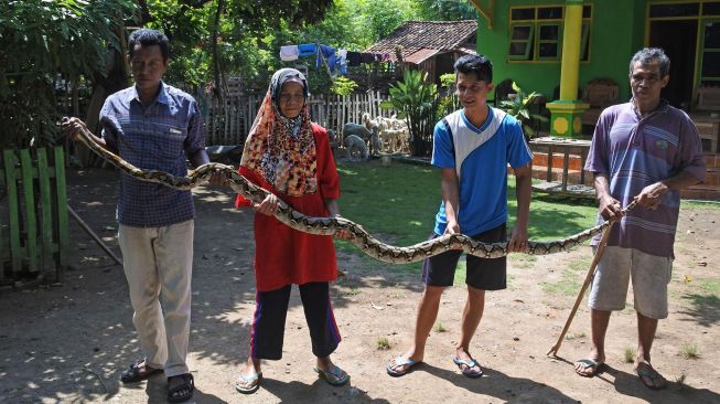 Warga menangkap ular piton/Pythoniadae atau sanca kembang (Malayopython reticulatus) di rumah warga Desa Sumberkolak, Panarukan, Situbondo, Jawa Timur, Selasa (21/1). [ANTARA FOTO/Seno]