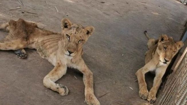 Kondisi memilukan singa-singa Afrika di Sudan. (Foto: Media Sosial / via BBC)