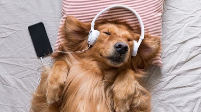 Anjing dan hewan peliharaan mendengarkan musik. (Shutterstock)