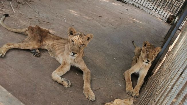 Viral Singa Kurus Kering di Kebun Binatang Sudan Bikin ...