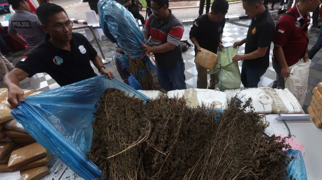 Petugas merapikan barang bukti ganja usai pengungkapan kasus narkotika jenis ganja selama dua bulan di Direktorat Reserse Kriminal Umum Polda Metro Jaya, Jakarta, Rabu (22/1). [Suara.comAngga Budhiyanto] 