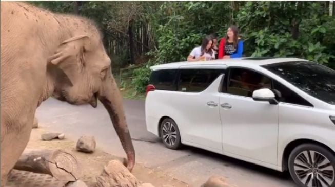 Via Vallen tengah memberi makan gajah dari sunroof Toyota Alphard. Kenangan atas mobilnya yang dibakar fans berat [Instagram/ViaVallen].